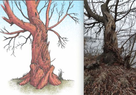 Illustration and photo of a gnarled tree.